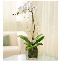 White Phalaenopsis Orchid in Clear Cube