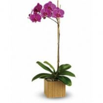 Purple Orchid in Cube
