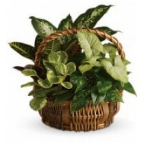 Garden Plant Basket 