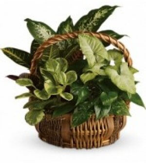 Garden Plant Basket 