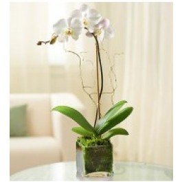 White Phalaenopsis Orchid in Clear Cube