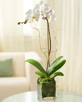 White Phalaenopsis Orchid in Clear Cube