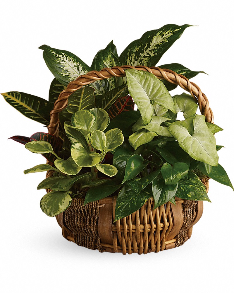 Garden Plant Basket