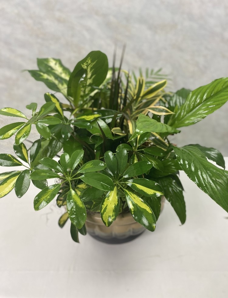 Beautiful Dish Garden